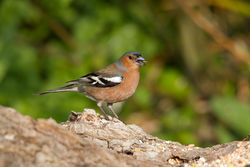 Chaffinch photographed at Select location on 24/4/2011. Photo: © Rod Ferbrache