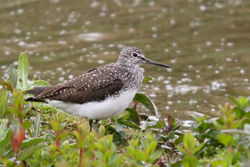 Green Sandpiper photographed at Rue des Bergers [BER] on 28/4/2011. Photo: © Rod Ferbrache