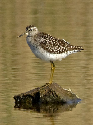 Wood Sandpiper photographed at Claire Mare [CLA] on 28/4/2011. Photo: © Mike Cunningham