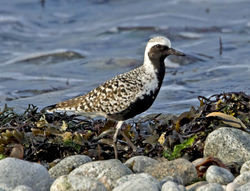 Grey Plover photographed at Shingle Bank [SHI] on 30/4/2011. Photo: © Mike Cunningham