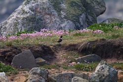 Ring Ouzel photographed at Pulias [PUL] on 30/4/2011. Photo: © Vic Froome