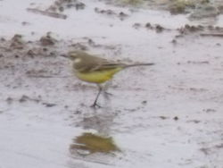 Yellow Wagtail photographed at Claire Mare on 3/5/2011. Photo: © david Spicer