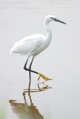 Little Egret photographed at Claire Mare [CLA] on 6/5/2011. Photo: © Adrian Gidney