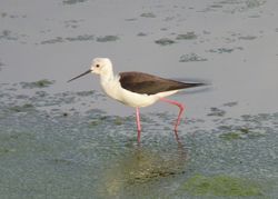 Black-winged Stilt photographed at Pulias [PUL] on 9/5/2011. Photo: © Kevin Childs