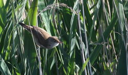 Reed Warbler photographed at Grands Marais/Pre [PRE] on 15/5/2011. Photo: © Paul Bretel