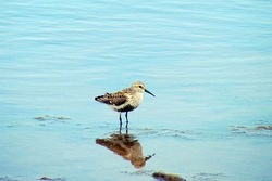 Dunlin photographed at Claire Mare [CLA] on 15/5/2011. Photo: © Cindy  Carre