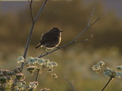 Stonechat photographed at Port Soif [SOI] on 24/5/2011. Photo: © David Spicer