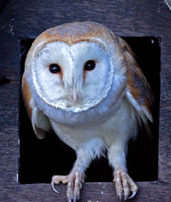 Barn Owl photographed at One of Vic\'s many owl boxes on 25/5/2011. Photo: © Mike Cunningham