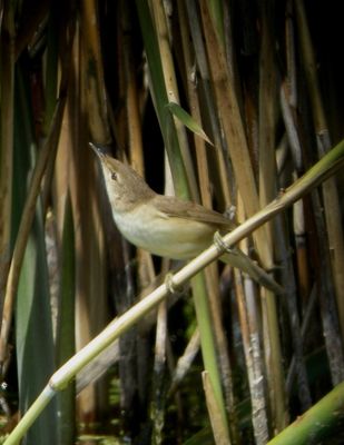 Reed Warbler photographed at Grands Marais/Pre [PRE] on 4/6/2011. Photo: © Mark Guppy
