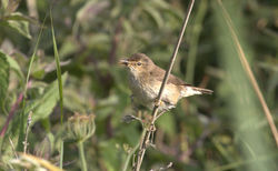 Reed Warbler photographed at Grands Marais/Pre [PRE] on 27/6/2011. Photo: © Paul Bretel