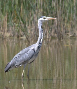 Grey Heron photographed at Rue des Bergers [BER] on 26/6/2011. Photo: © Paul Bretel