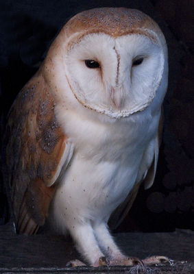 Barn Owl. Photo: © Mike Cunningham