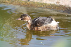 Little Grebe photographed at Grands Marais/Pre [PRE] on 1/7/2011. Photo: © Adrian Gidney