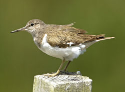 Common Sandpiper photographed at Rue des Bergers [BER] on 11/7/2011. Photo: © Mike Cunningham
