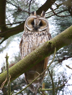 Long-eared Owl. Photo: © Adrian Gidney
