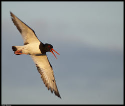 Oystercatcher photographed at Ladies Bay on 10/7/2011. Photo: © Niall Broome