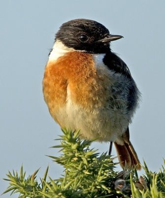 Stonechat photographed at Fort Doyle [DOY] on 14/7/2011. Photo: © Mike Cunningham