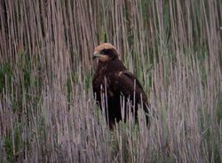 Marsh Harrier photographed at Claire Mare [CLA] on 18/7/2011. Photo: © Mark Guppy