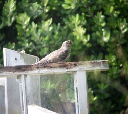 Cuckoo photographed at Fort Le Crocq [FLC] on 21/7/2011. Photo: © Mark Guppy