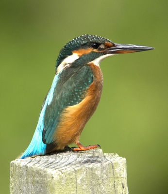 Kingfisher photographed at Rue des Bergers [BER] on 23/7/2011. Photo: © Mike Cunningham