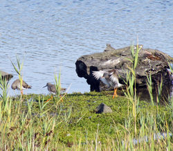 Redshank photographed at Vale Pond [VAL] on 23/7/2011. Photo: © Cindy  Carre