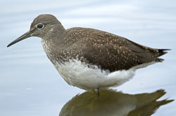 Green Sandpiper photographed at Grands Marais/Pre [PRE] on 26/7/2011. Photo: © Mike Cunningham