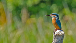Kingfisher photographed at Grand Marais/Pre on 22/7/2011. Photo: © Anthony Loaring
