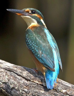 Kingfisher photographed at Grands Marais/Pre [PRE] on 29/7/2011. Photo: © Mike Cunningham