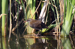 Water Rail photographed at Grands Marais/Pre [PRE] on 31/7/2011. Photo: © Cindy  Carre