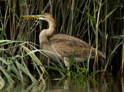 Purple Heron photographed at Grands Marais/Pre [PRE] on 3/8/2011. Photo: © Mike Cunningham