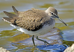 Green Sandpiper photographed at Grands Marais/Pre [PRE] on 3/8/2011. Photo: © Mike Cunningham