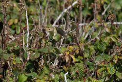 Melodious Warbler photographed at Pleinmont [PLE] on 5/8/2011. Photo: © Vic Froome