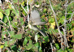 Melodious Warbler photographed at Pleinmont [PLE] on 5/8/2011. Photo: © Judy Down