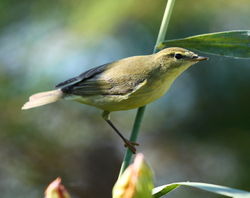 Willow Warbler photographed at Claire Mare [CLA] on 6/8/2011. Photo: © Adrian Gidney
