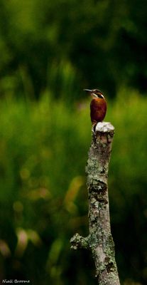 Kingfisher photographed at Grands Marais/Pre [PRE] on 6/8/2011. Photo: © Niall Broome