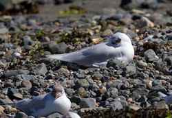 Mediterranean Gull photographed at Belle Greve Bay [BEL] on 8/8/2011. Photo: © Vic Froome