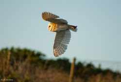 Barn Owl photographed at Chouet [CHO] on 9/8/2011. Photo: © Niall Broome