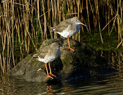 Redshank photographed at Pulias [PUL] on 15/8/2011. Photo: © Mike Cunningham