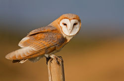 Barn Owl photographed at Undisclosed on 27/8/2011. Photo: © Chris Bale