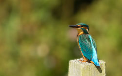 Kingfisher photographed at Rue des Bergers [BER] on 27/8/2011. Photo: © Anthony Loaring