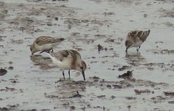 Little Stint photographed at L\'Eree [LER] on 31/8/2011. Photo: © Judy Down