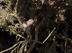 Wryneck photographed at Fort Doyle [DOY] on 5/9/2011. Photo: © Vic Froome