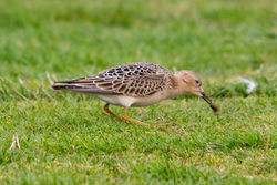 Buff-breasted Sandpiper photographed at L\'Ancresse [LAN] on 12/9/2011. Photo: © Rod Ferbrache
