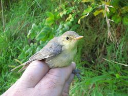 Melodious Warbler photographed at Trinity [TRI] on 15/9/2011. Photo: © Jamie Hooper