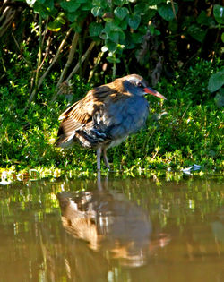 Water Rail photographed at Rue des Bergers [BER] on 15/9/2011. Photo: © Mike Cunningham
