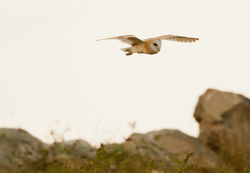Barn Owl photographed at Chouet [CHO] on 15/9/2011. Photo: © Allan Phillips