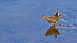 Water Rail photographed at Vale Pond [VAL] on 17/9/2011. Photo: © Anthony Loaring