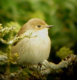 Pied Flycatcher photographed at Rue a Fresnes on 18/9/2011. Photo: © Mark Guppy