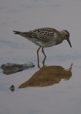 Pectoral Sandpiper photographed at Claire Mare [CLA] on 21/9/2011. Photo: © Cindy  Carre
