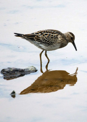 Pectoral Sandpiper photographed at Claire Mare on 21/9/2011. Photo: © Cindy  Carre